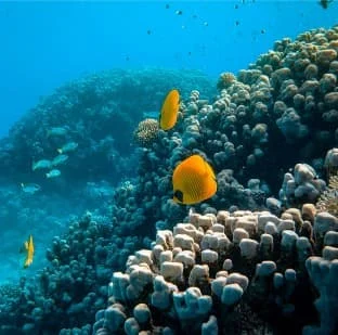 Ocean life
